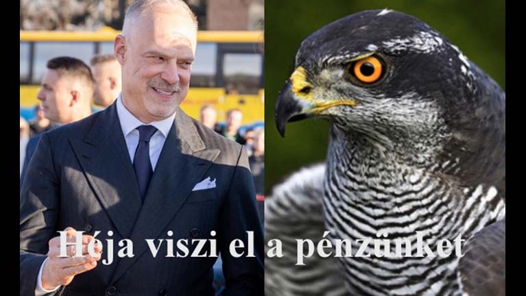 Héja viszi el a pénzünket