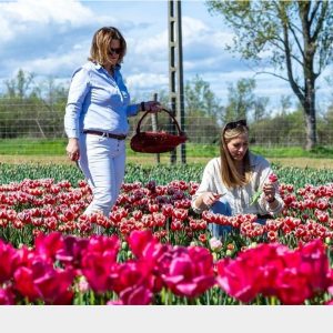 Folytatódnak a tulipánszüretek szerte Somogyban