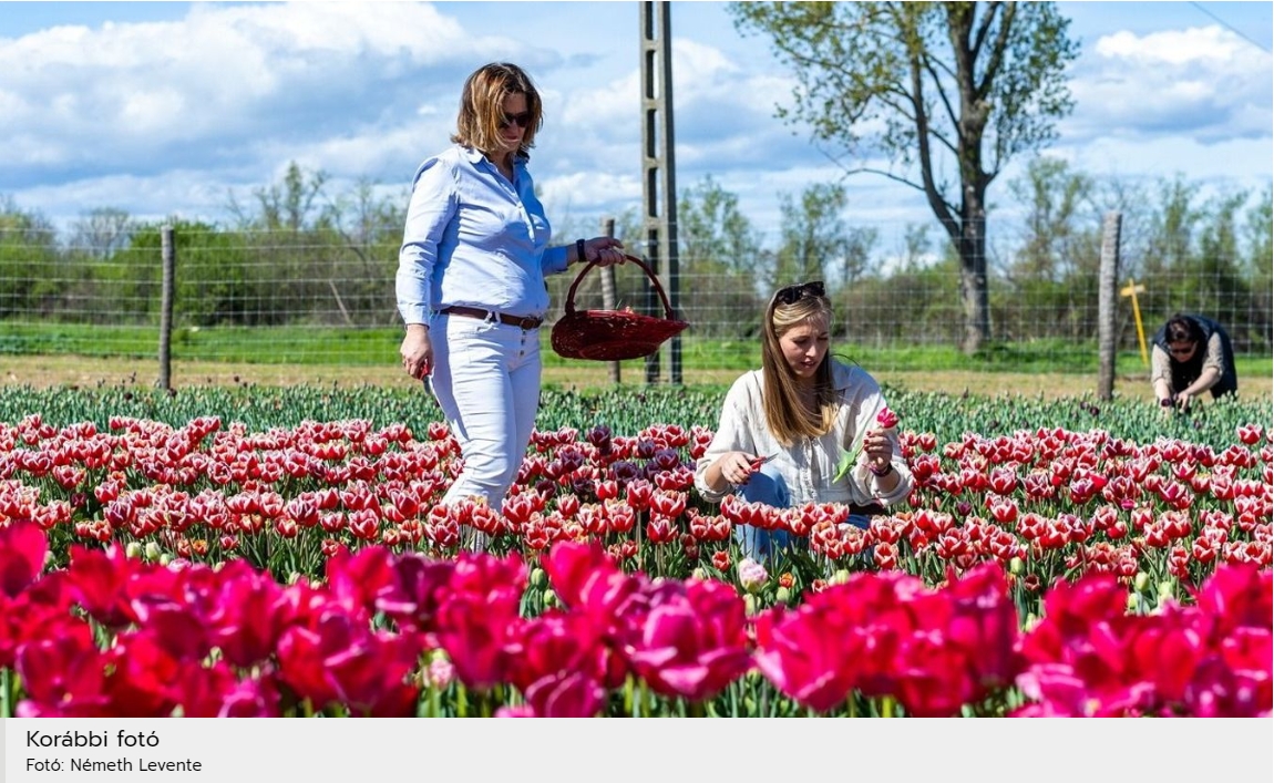 Folytatódnak a tulipánszüretek szerte Somogyban