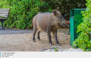 Vaddisznók a Tiborc utcában engedélyezte a belterületi vadászatot a rendőrség