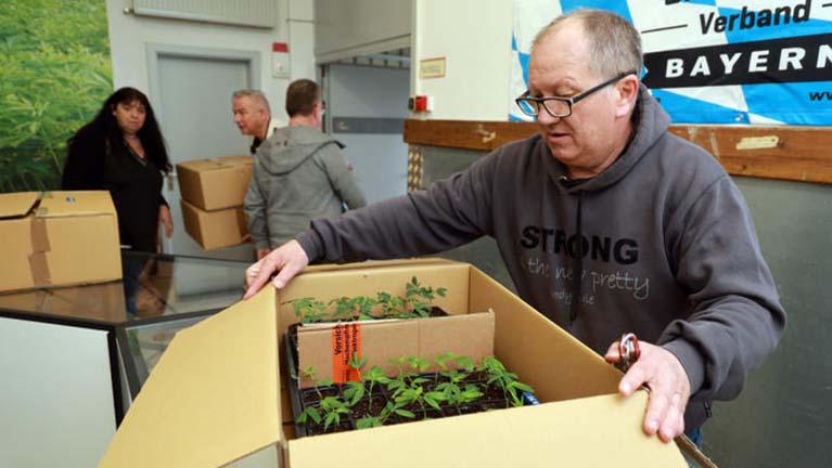 Bedöntheti a gazdaságot a kannabisz legalizálása