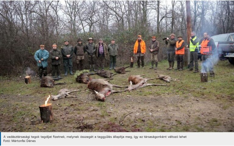 Sokmilliárdos kárt okoznak évente a vadak