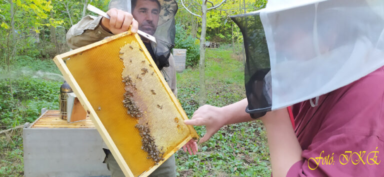 Vonzza a Zselic a méhészt, mint a hársnektár a méhet