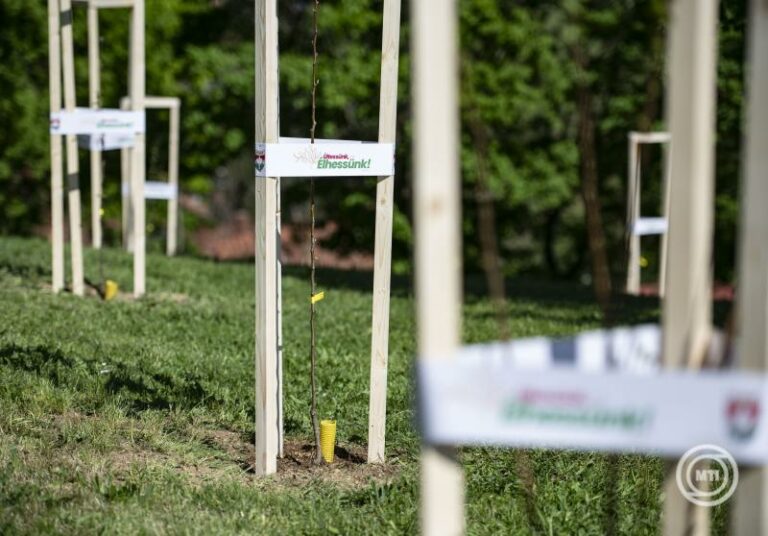 ősszel újabb 6 ezer fát ültetnek el az országban