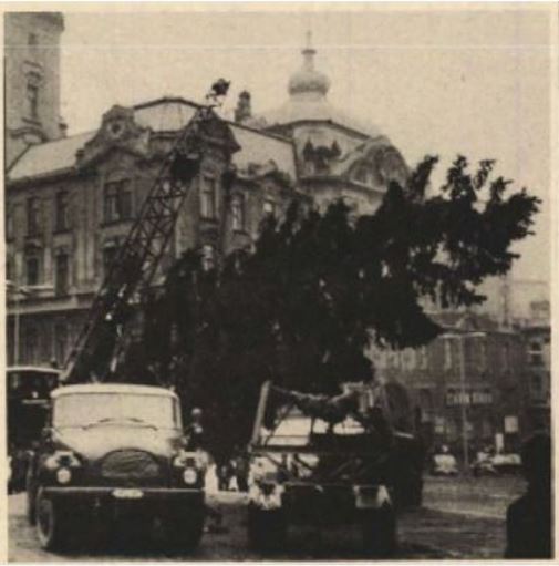 A karácsonyfa állításának hosszú időre visszanyúló hagyománya van Pécsett.