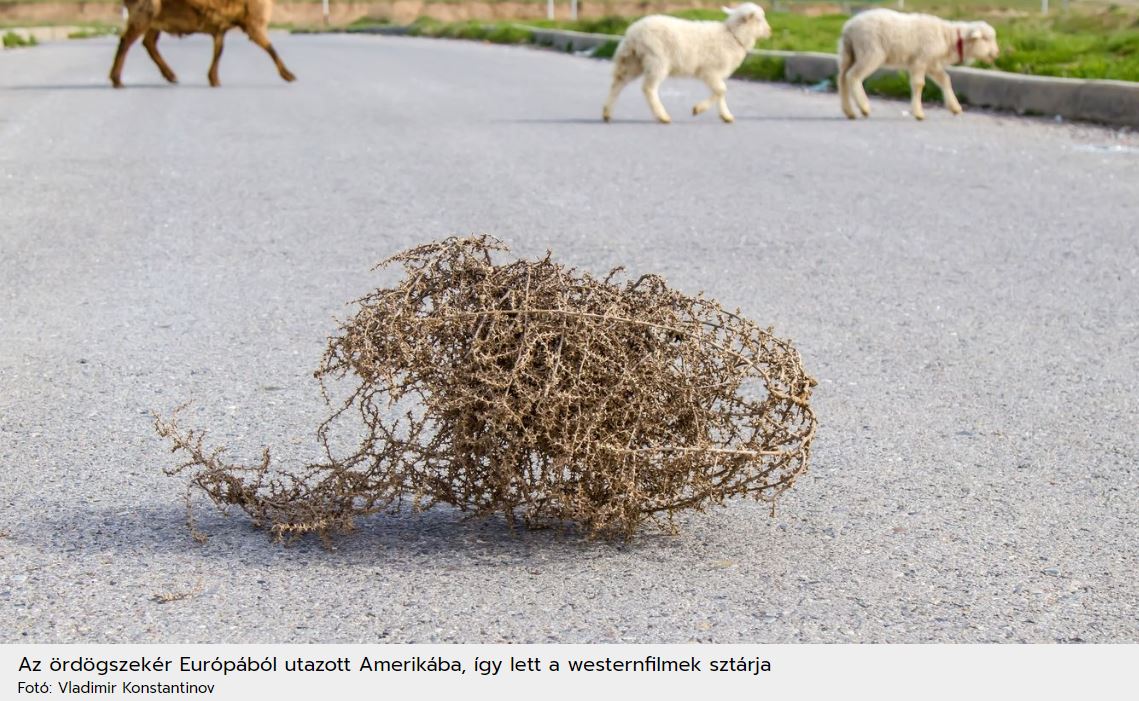 ördögszekér_12_01