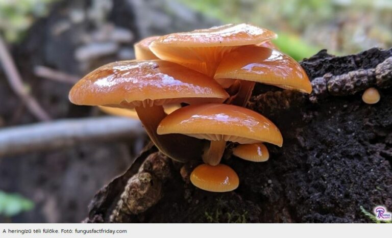 A téli fülőke (Flammulina velutipes) az elmúlt napokban kapható volt a pécsi vásárcsarnokban