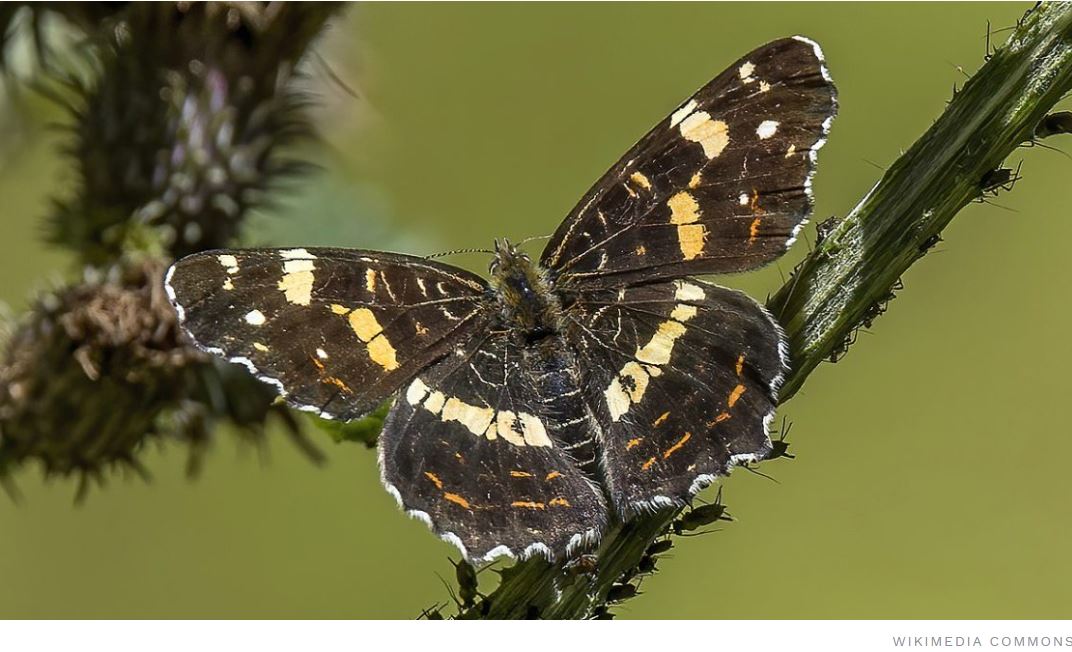 Megválasztották a 2025-ös év lepkéjét