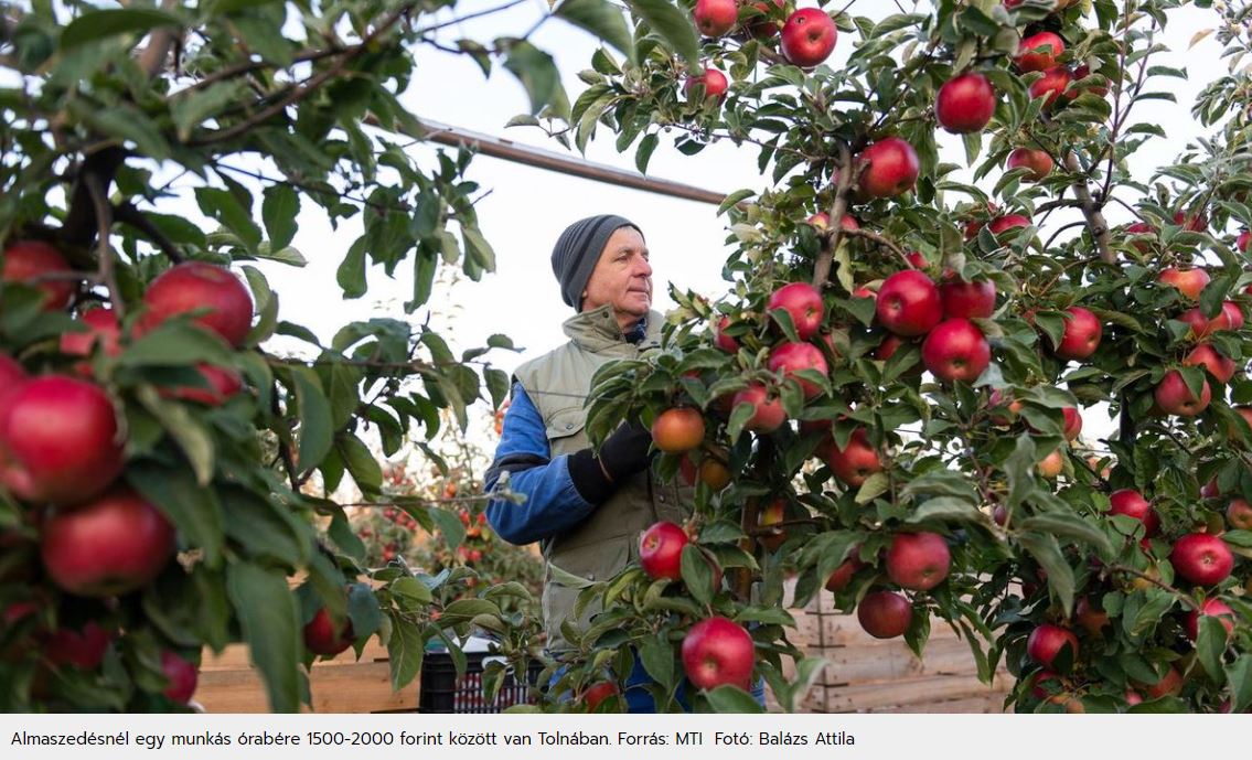 "a legtöbb tennivalóhoz komoly szaktudás szükséges"