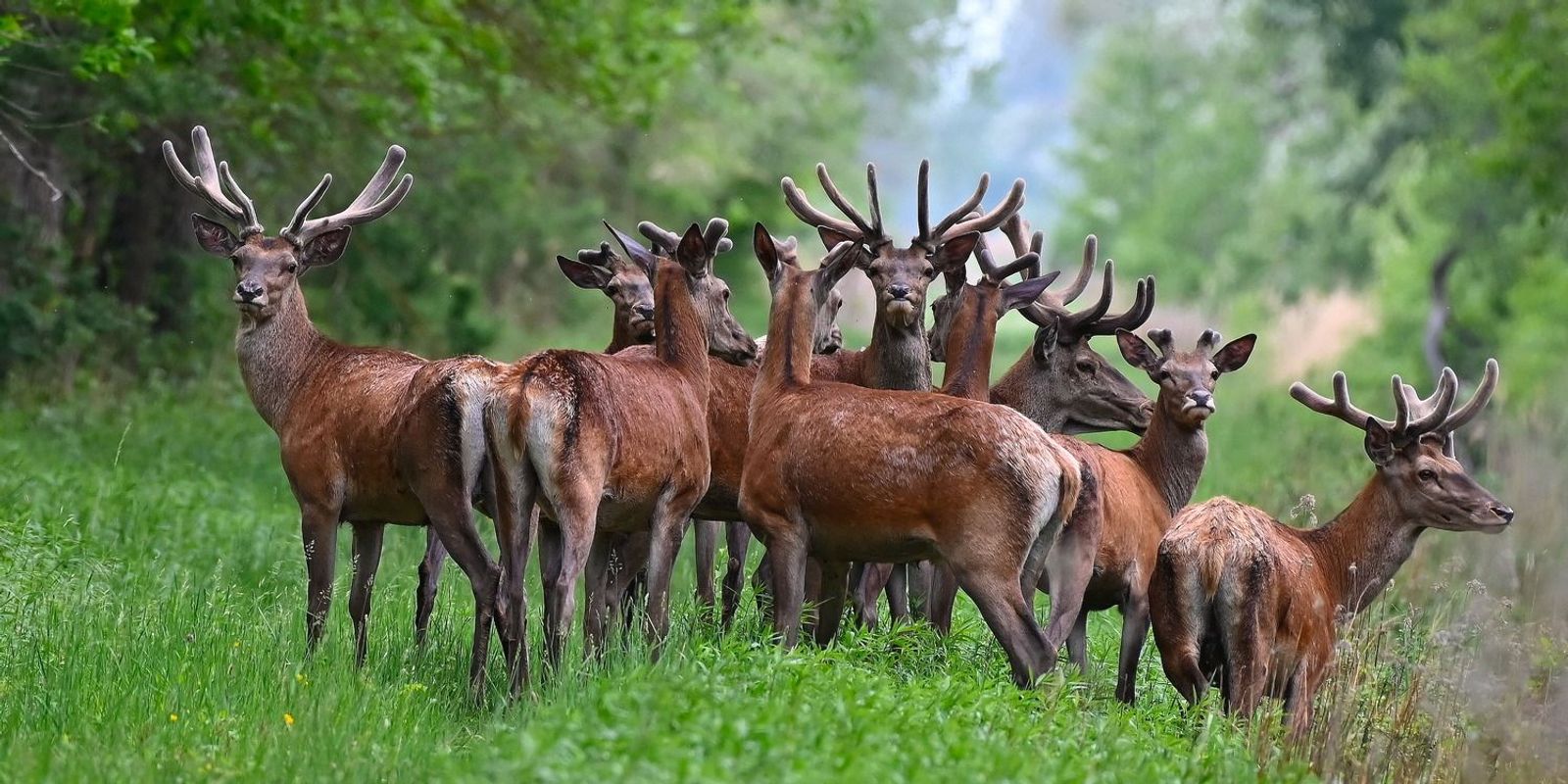 Halálra rémült szarvascsorda okozott kis híján tragédiát – emberek elől menekülhettek