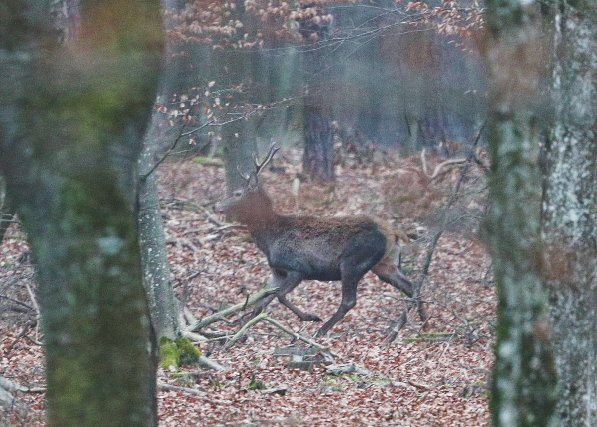 Számtalan oka lehet annak, hogy a szarvas futásnak ered. Fotó: Szendi Péter