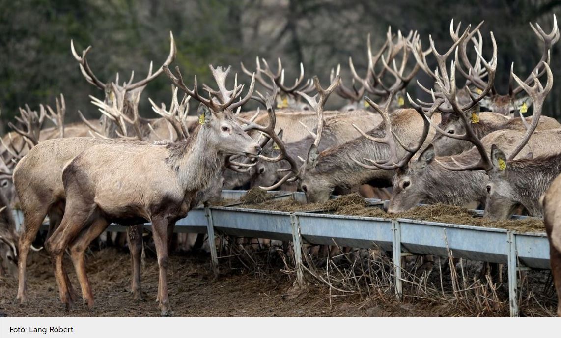 Béke van vadkár fronton
