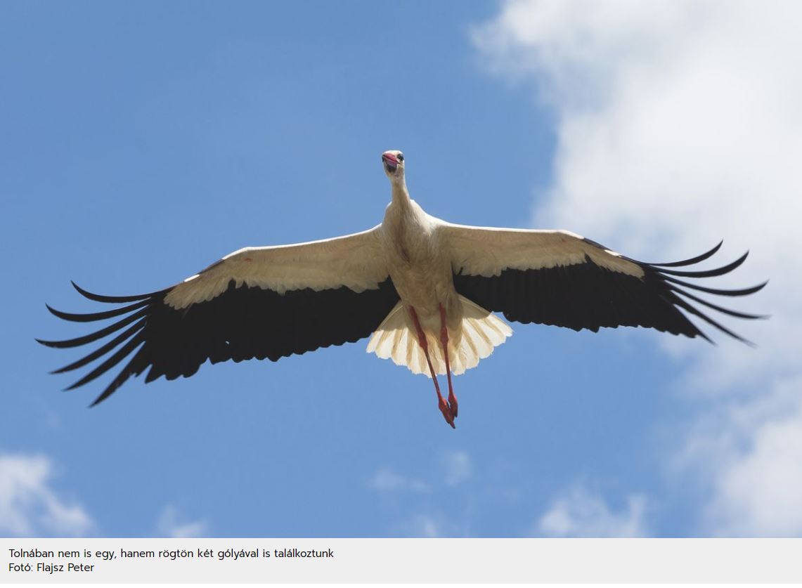 Megérkeztek az első gólyák Tolnába