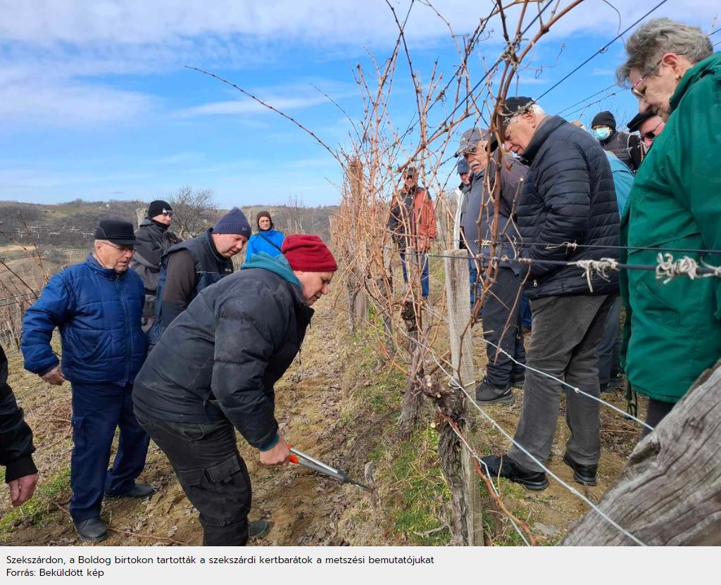 Boldog birtokon szőlőt és gyümölcsfákat is metszettek