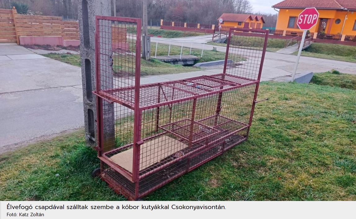 Hosszú évek óta okoz problémát Csokonyavisontán is a kóbor kutya kérdés. Élvefogó csapdávaljelenthetnek megoldást