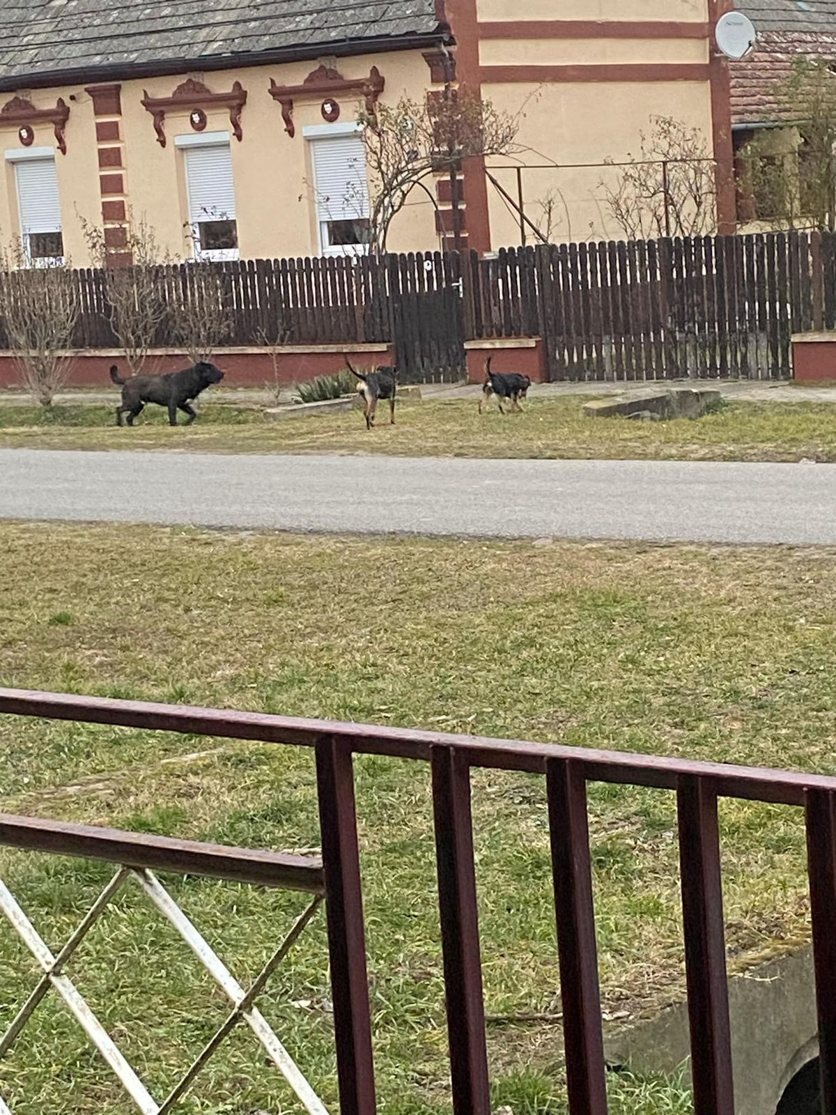 Istvándiban rengeteg a kóbor kutya, rettegnek a falubeliek Fotó: Berényi Dániel