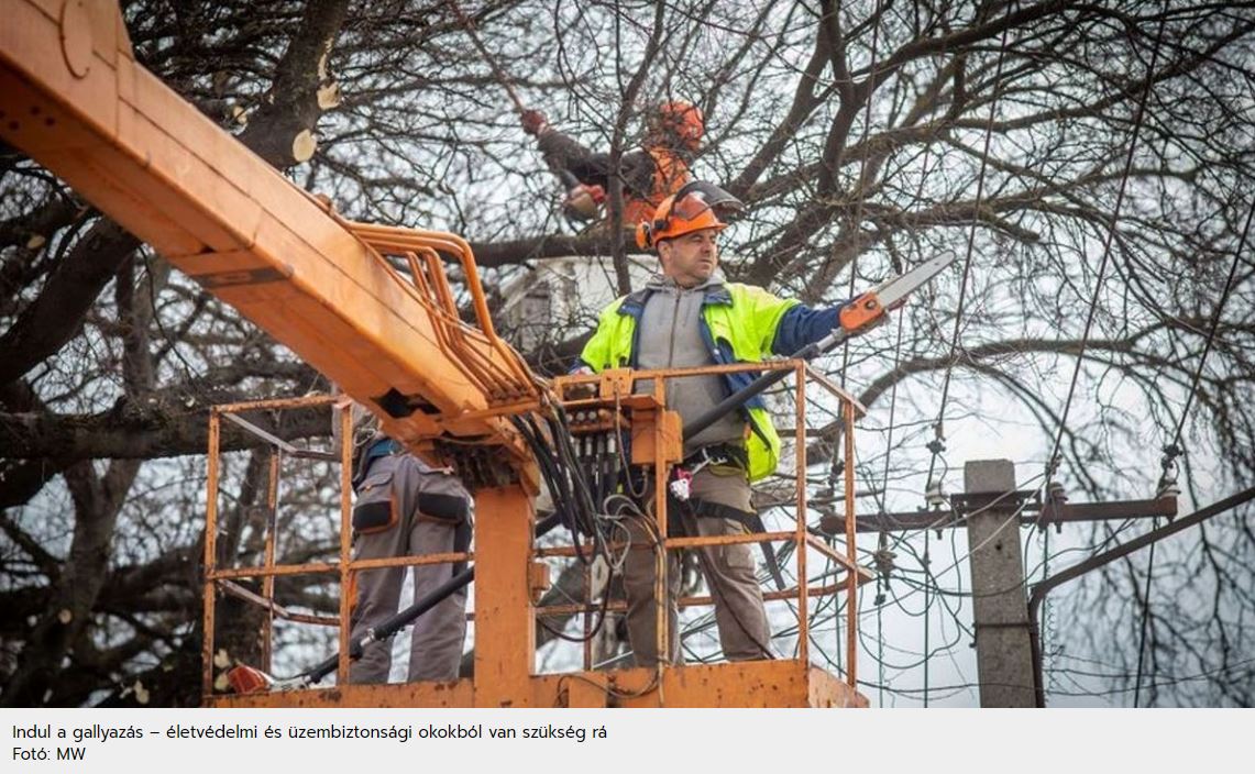 A villamos vezetékek közelében az ingatlantulajdonos feladata a növények gondozása
