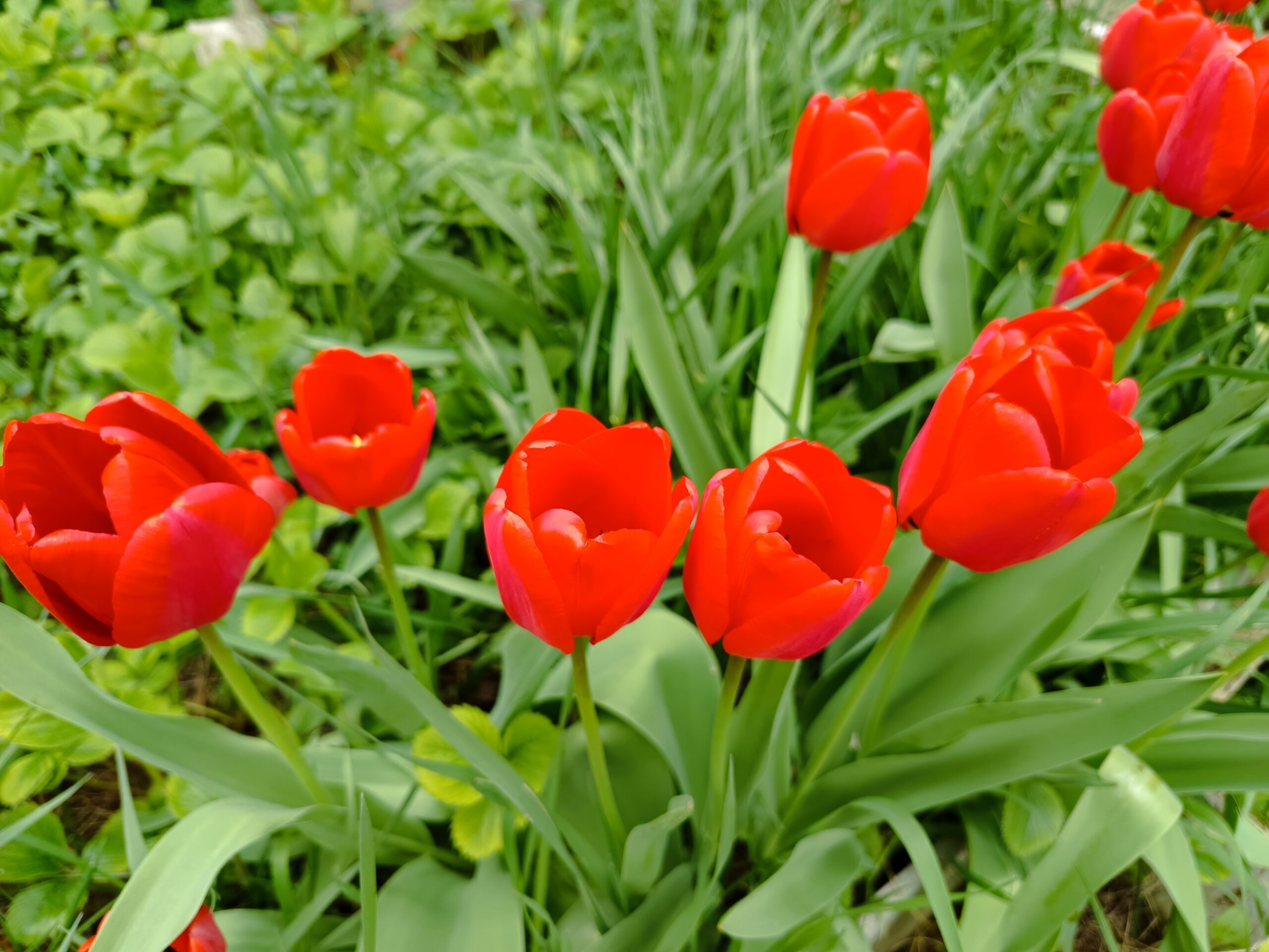 Ez vár ránk a majálison Fotó: IKÉ