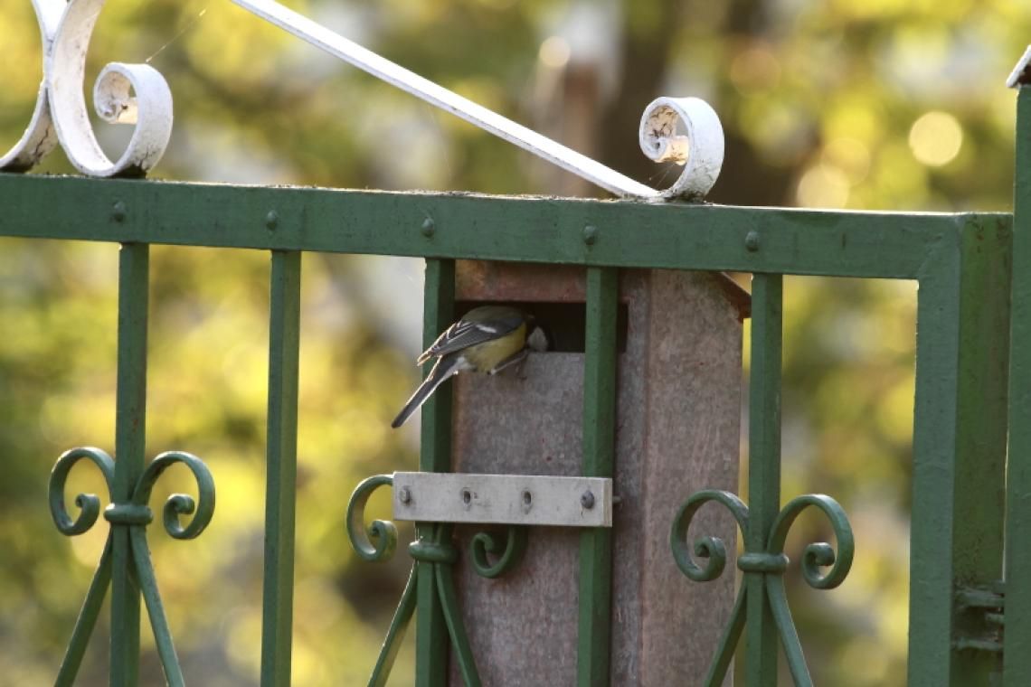 A széncinege szívesen rak fészket akár egy postaládába is Forrás: MME