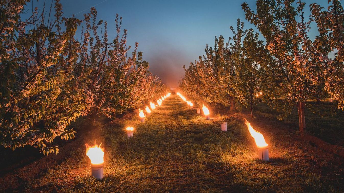 Odaveszett a cseresznyetermés Szennán, de a szilva és a meggy is megsínylette az áprilisi telet.