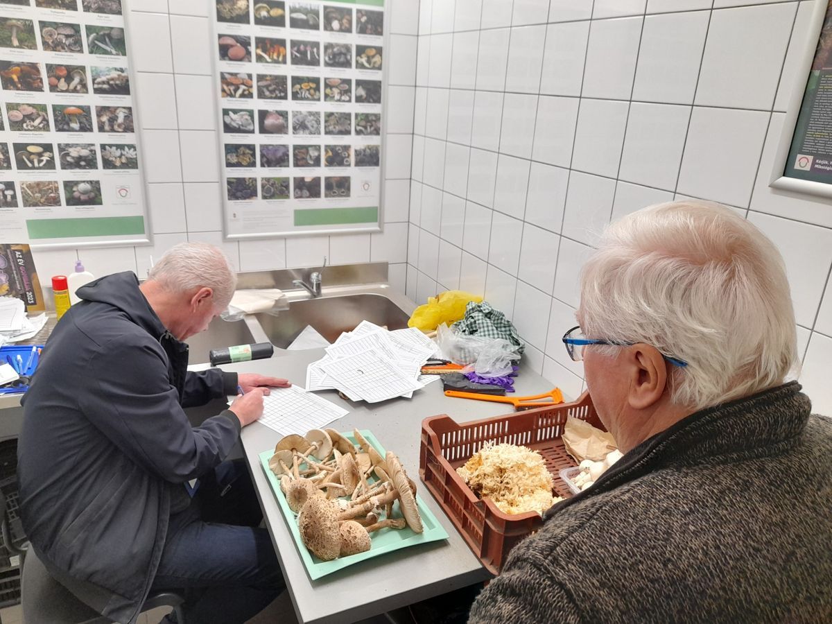 Ha itt a gombaszezon, vizsgáltassunk!