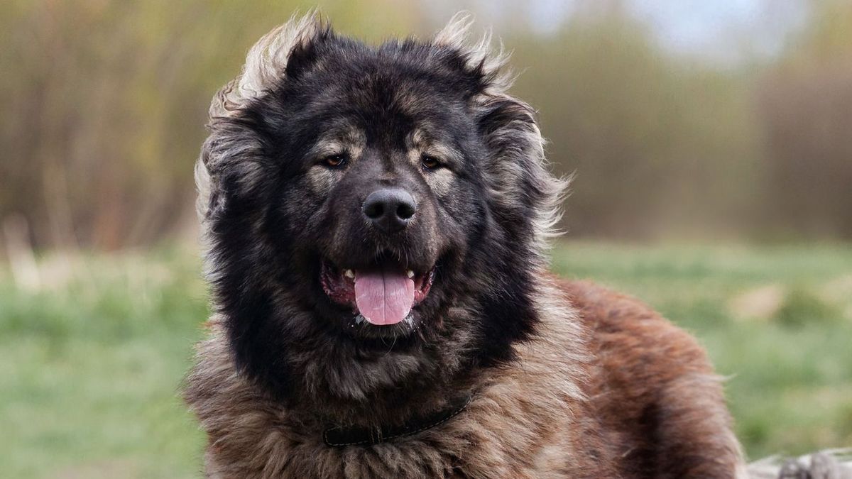 Ilyen kaukázusi medveölő kutyák laknak a tolnai ház udvarában Fotó: Mediaworks