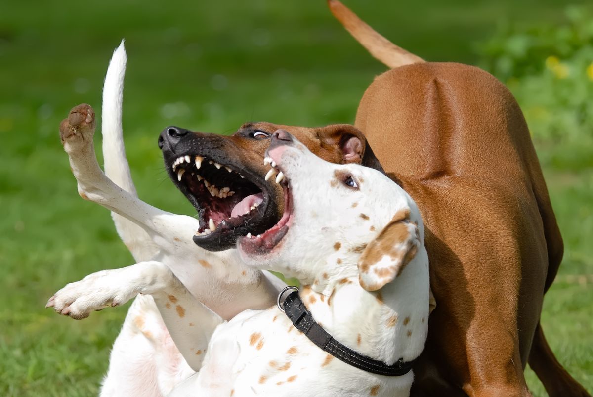 Véres kutyatámadás rázta meg a kiskunmajsaiakat Fotó: Shutterstock.com /Illusztráció