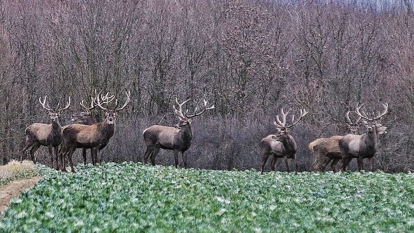 Április 2-tól nem látogatható a vadaspark a bőszénfai szarvasfarmonForrás: Zalai Hírlap Fotó: Gyuricza Ferenc