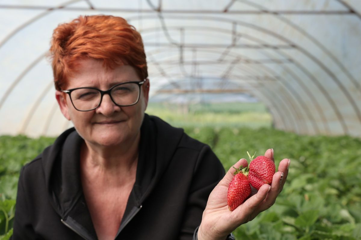 Már tíz napja lehet kapni a hazai hidegfóliás eperből, nagyszemű, illatos, ízletes, mondta Bogdán Mária szedresi őstermelő Fotó: Makovics Kornél / Forrás: Tolnai Népújság