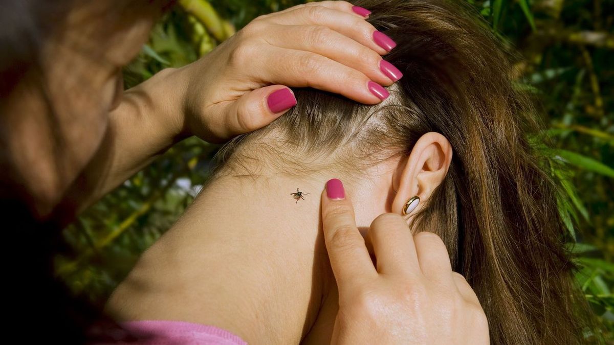 Sündisznókullancs: március végén az országban még soha nem látott, azonosítatlan albínó kullancs bukkant fel, melyet egy kutyában találtak Forrás: Shutterstock/illusztráció