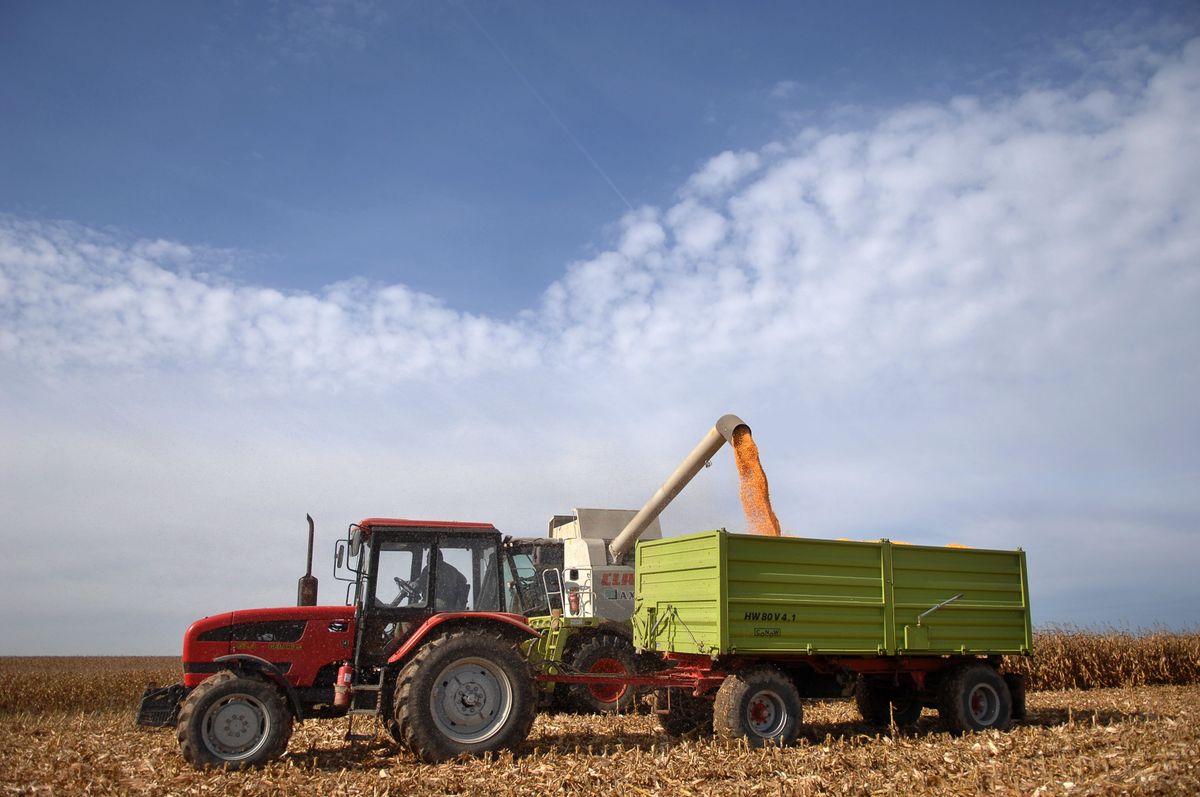 Aratás májusban, ilyen is csak egyszer fordult elő Tolnában. Fotó: Mártonfai Dénes