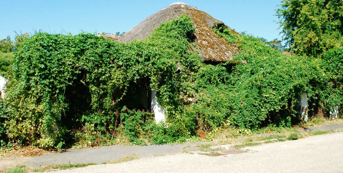 Zsúpfedeles csárda a növényzet rejtekében Fotó: Lone Wanderer