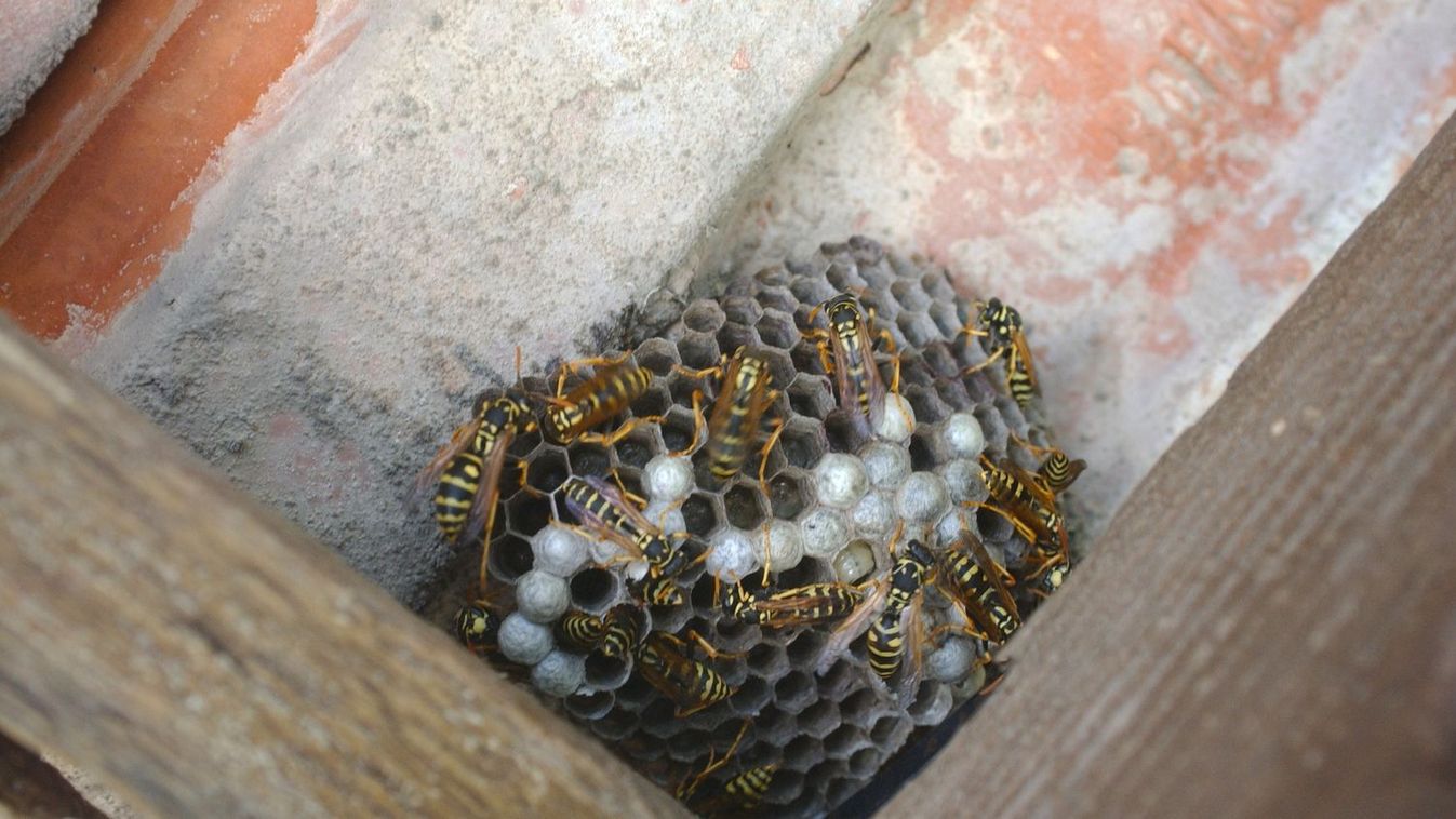 Fotó: Burger Zsolt / Magyar Nemzet