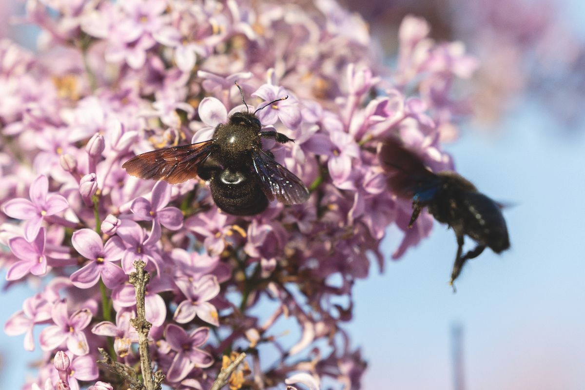 Ijesztőek tudnak lenni a fadongók Fotó: MW