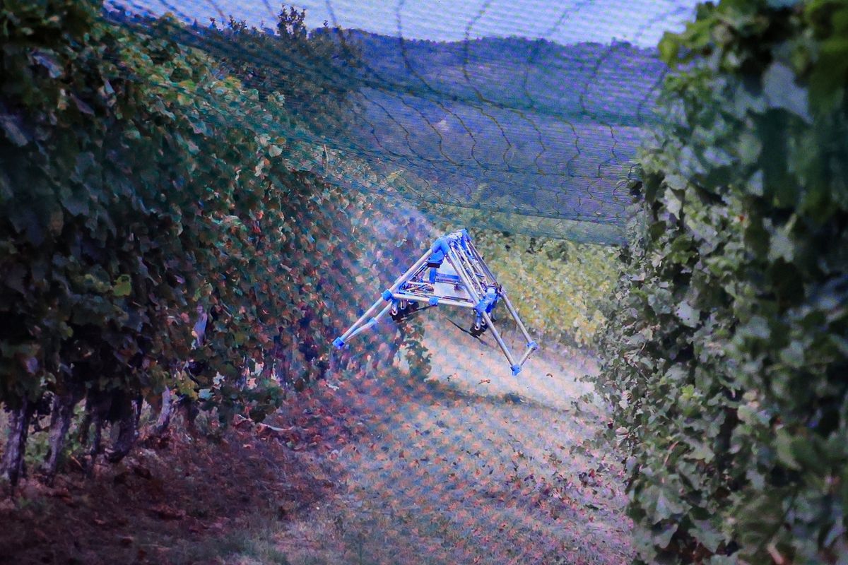 Drónnal a szőlőben, a föld felett egy méterre repül, oldalról fújja a permetszert a lombozatra (Fotó: Mártonfai Dénes)