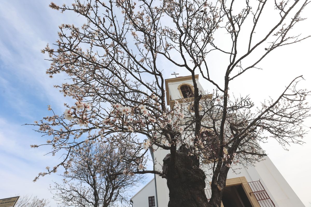 Többször került Baranyába az Év Fája cím. Fotó: Löffler Péter