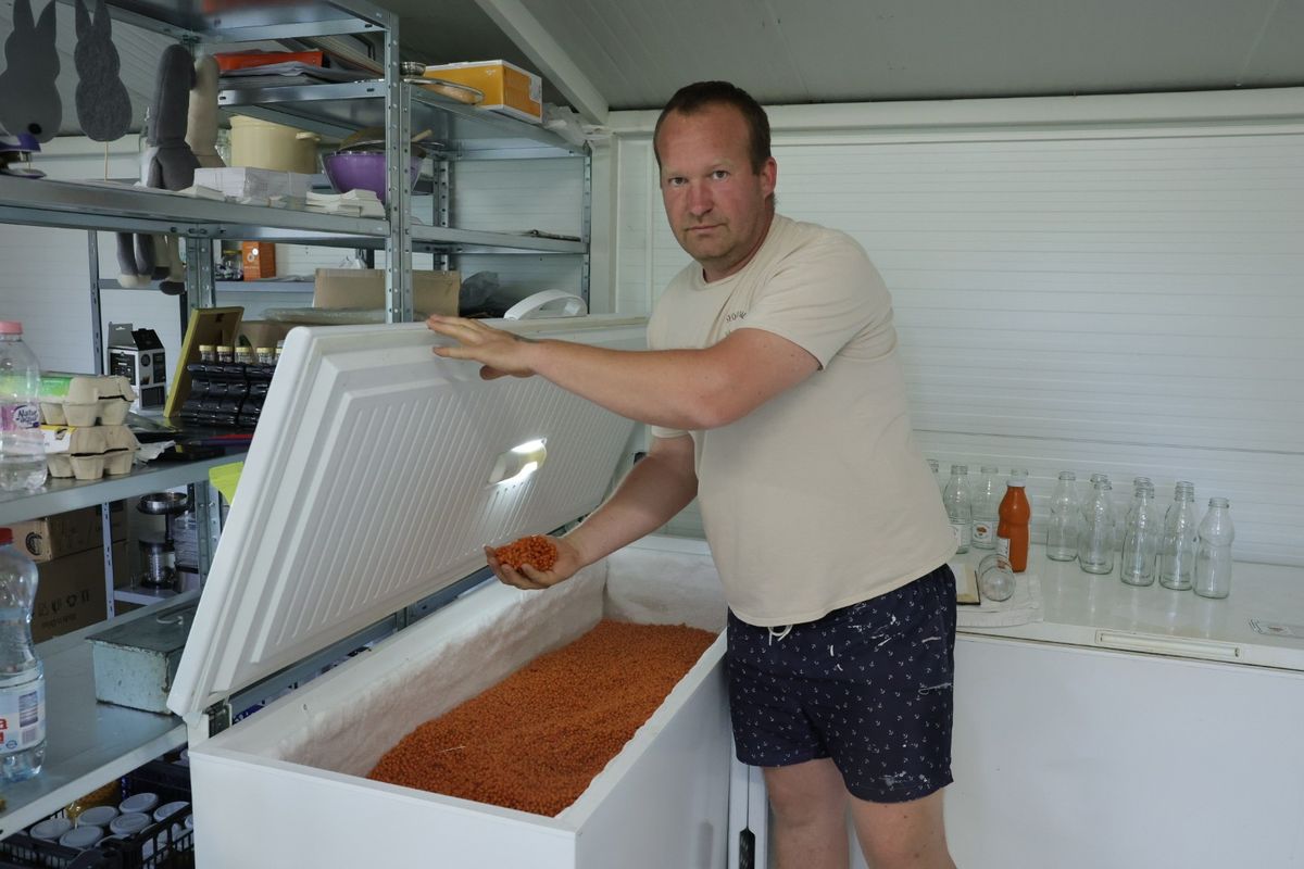 Az ötödik évben volt először számottevő homoktövis termésünk, amit le is szüreteltünk, mondta Bölcsföldi Tamás Fotó: Makovics Kornél / Forrás: Tolnai Népújság