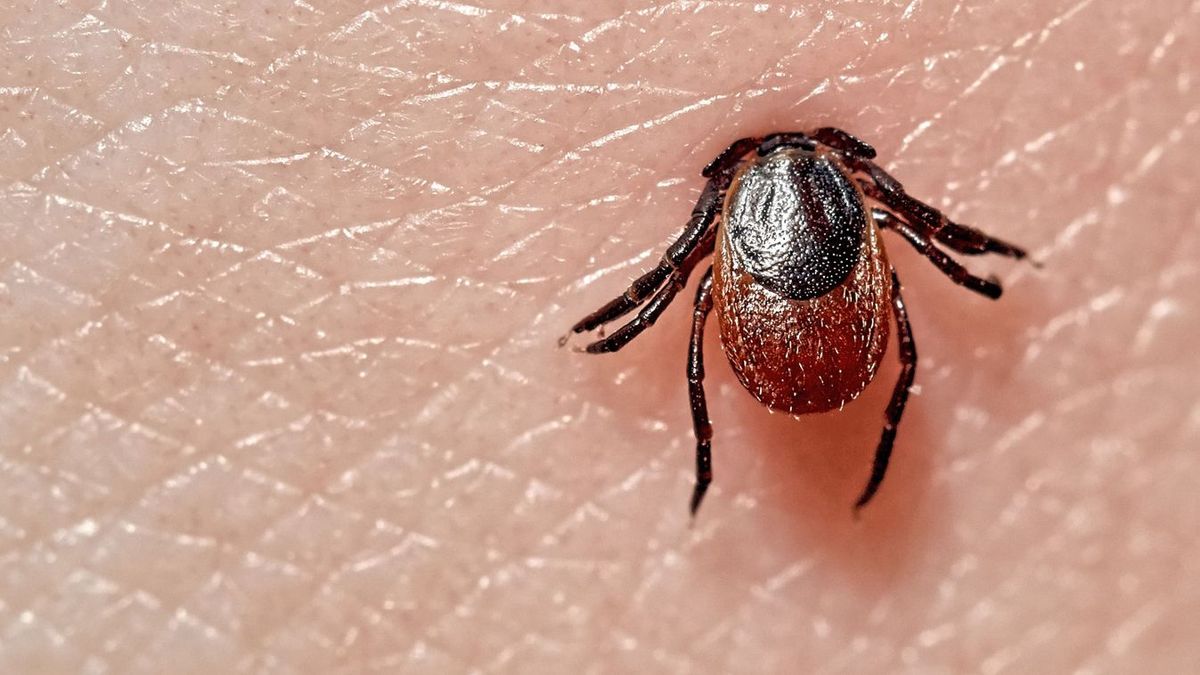 A kullancs kiszedése nem ördöngösség, csak meg kell tanulni néhány fontos alapszabályt Forrás: Shutterstock