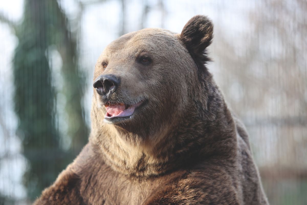 A veszélyes állatok közé tartozik ma már a medve és az aranysakál Forrás: MW