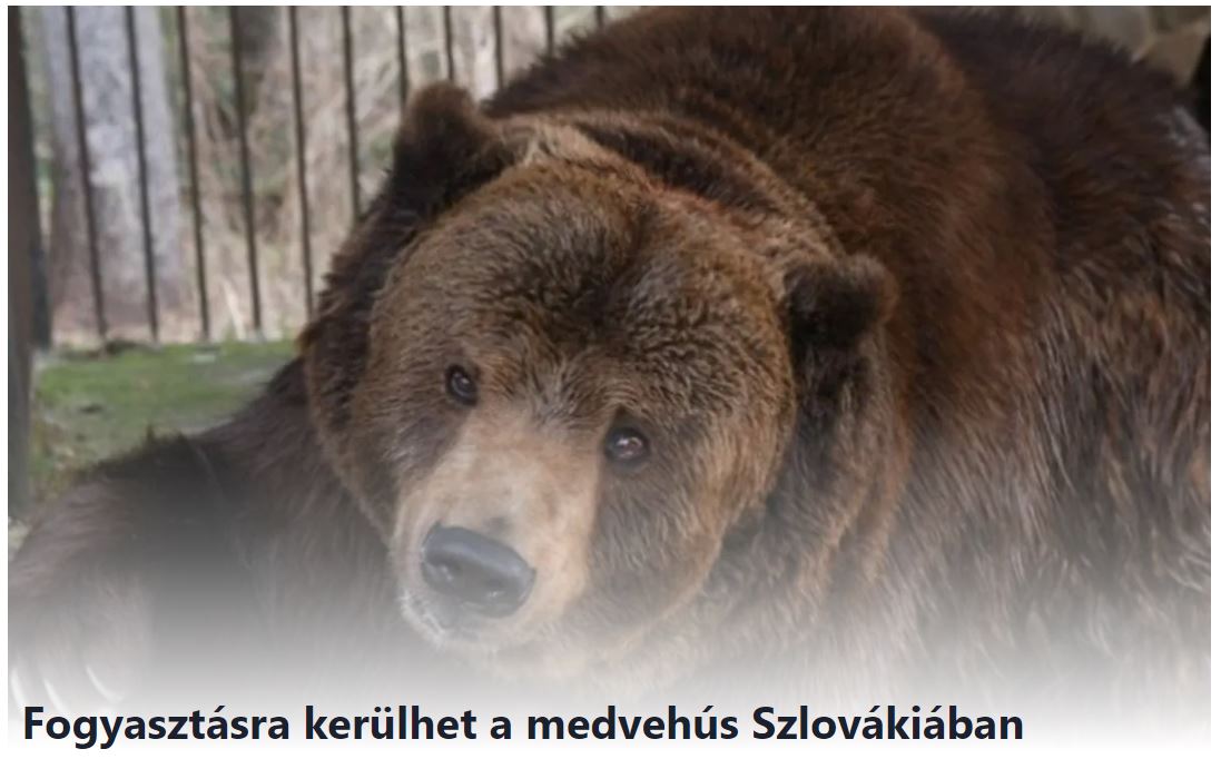 „A medvehús ehető, és megfelelő jogi keretek között el is adható” – fogalmazott Kuffa.