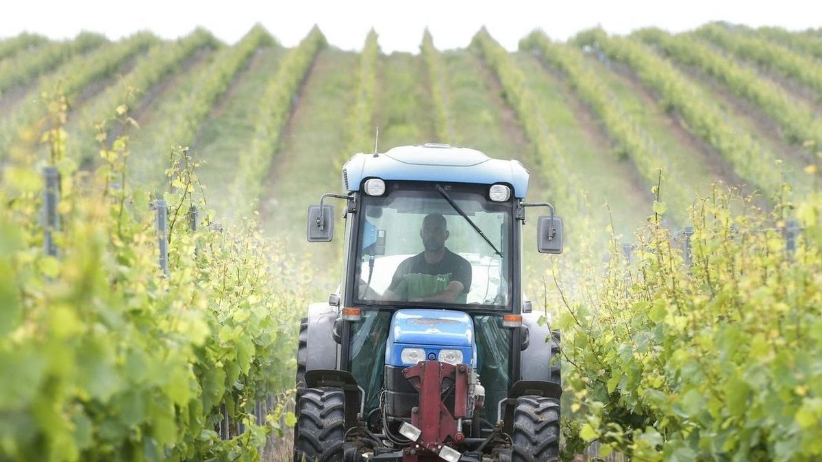 Az első permetezésre készülnek a gazdák a szőlőben a szekszárdi és a tolnai borvidéken Fotó: Makovics Kornél / Forrás: Tolnai Népújság