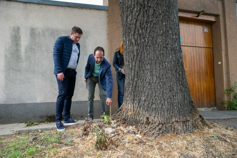 Szándékos károkozás áldozata lett egy közel 40 milliós fa Kecskeméten Fotó: Bús Csaba