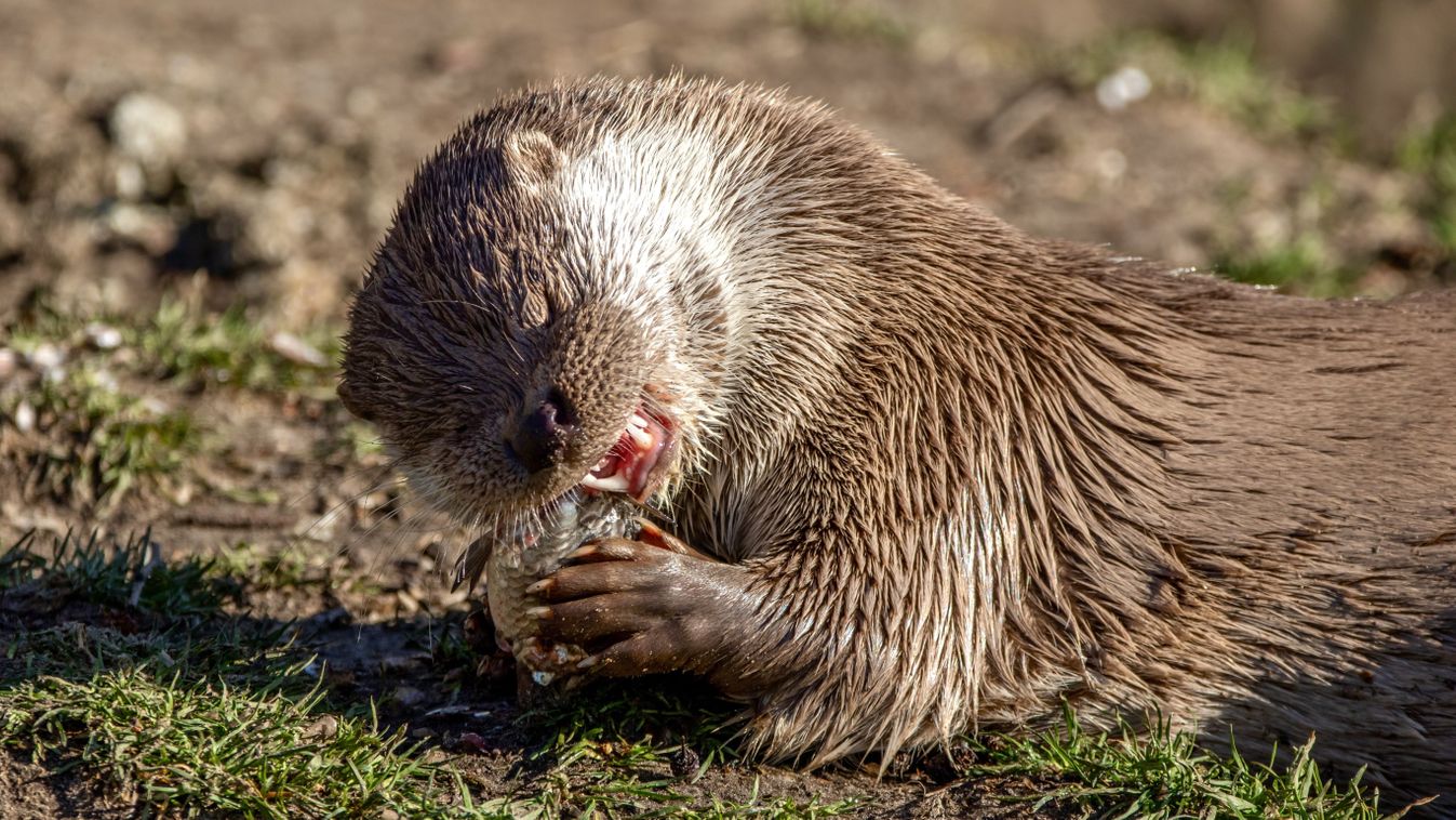Fotó: Lanszki Péter