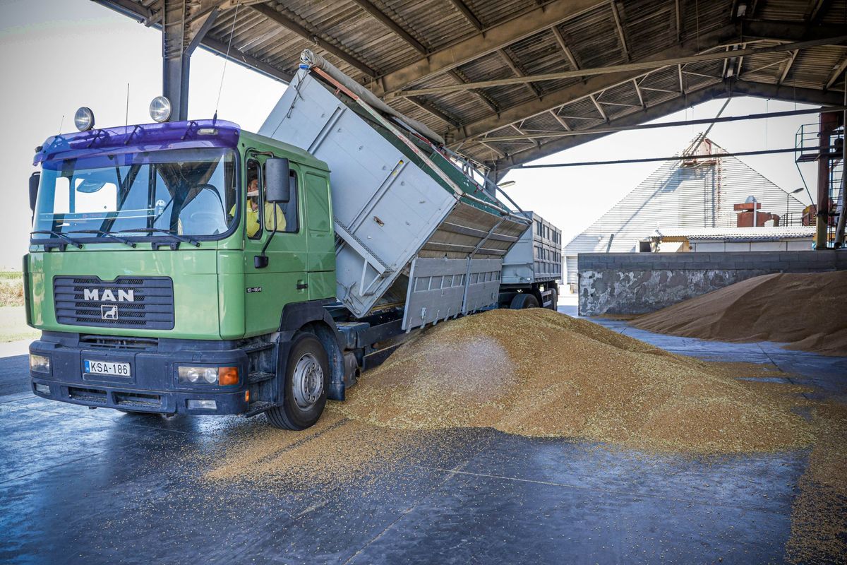 Tolnában is megkezdődött az őszi árpa aratása, aki tudja, inkább tárolja a terményét, mert jelenleg nagyon alacsonyak a felvásárlási árak. Fotó: Makovics Kornél