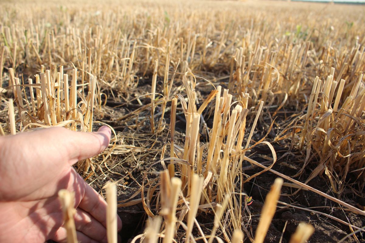 Az aszály miatt kirepedezett föld Ostoros határában Forrás: Tóth Balázs / Heol.hu