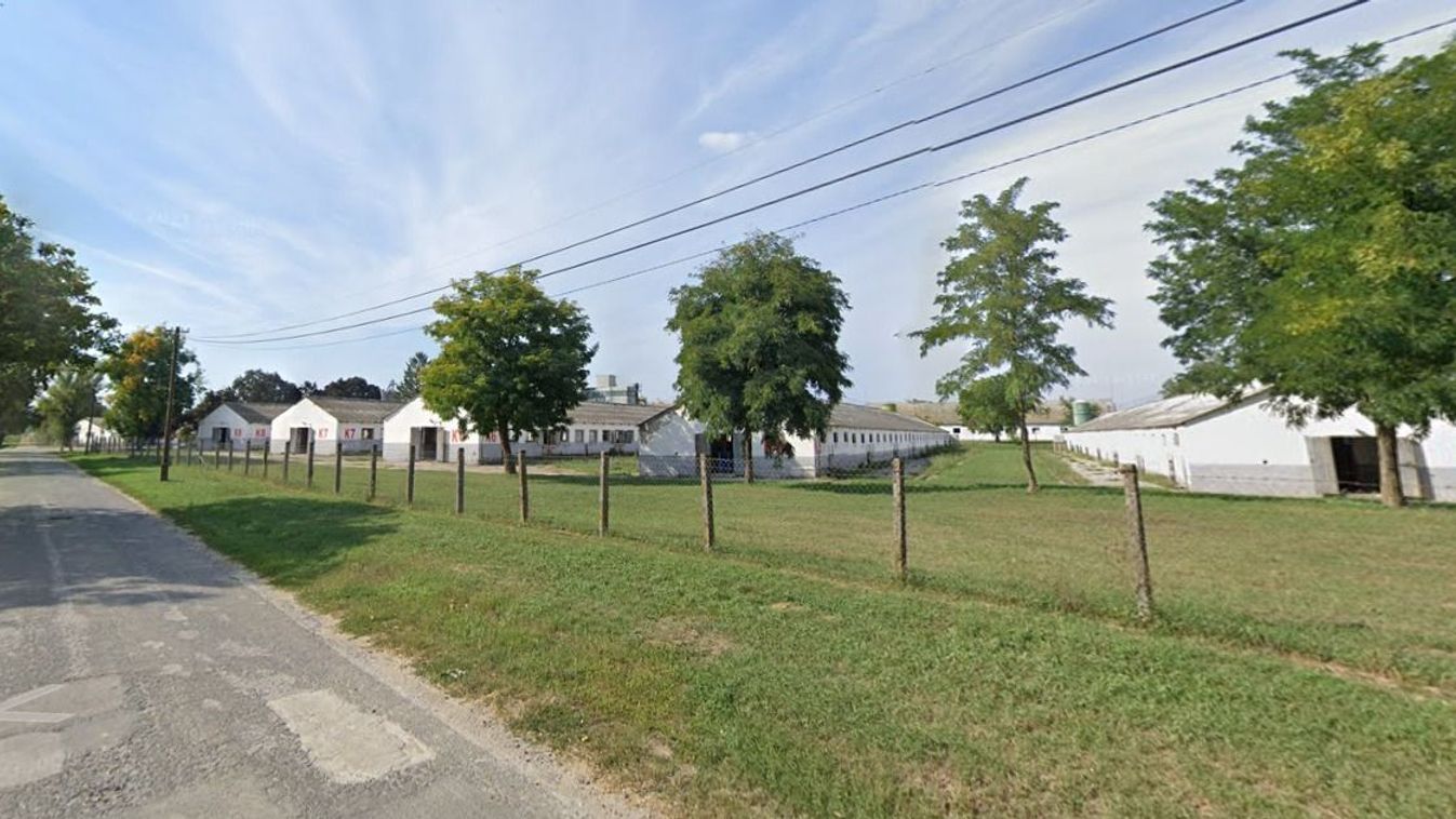 Súlyos munkabaleset történt a sertéstelepen.