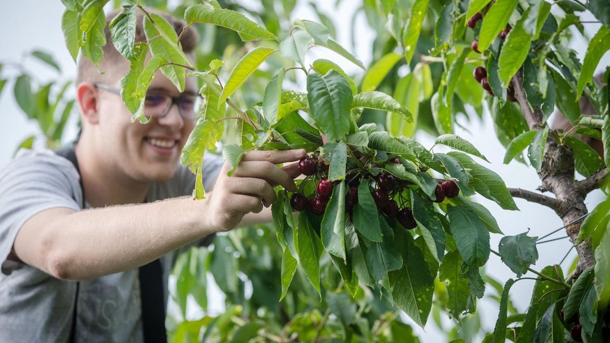 Tolnában főleg a mezőgazdaságban, azon belül is a gyümölcsösökben jön jól a diákmunka. Forrás: MW/illusztráció