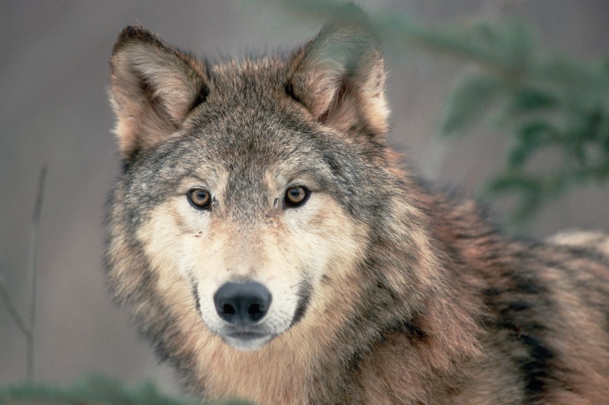 Csúcsragadozó terjeszkedik Magyarországon. Fotó: McDonald Wildlife Photography Inc.