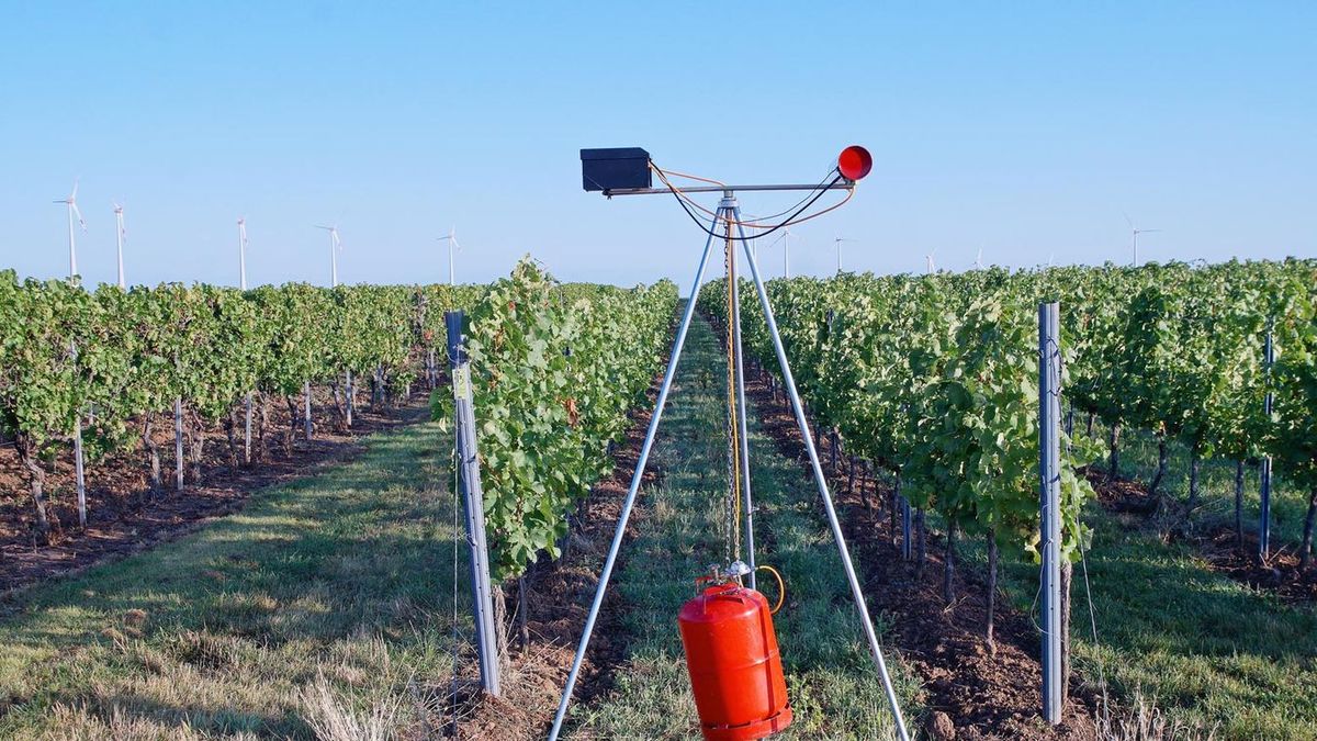 A gázágyú időről időre hangosan durrogtat, hogy a vadakat elriassza a védett területről Forrás: Shutterstock/illusztráció