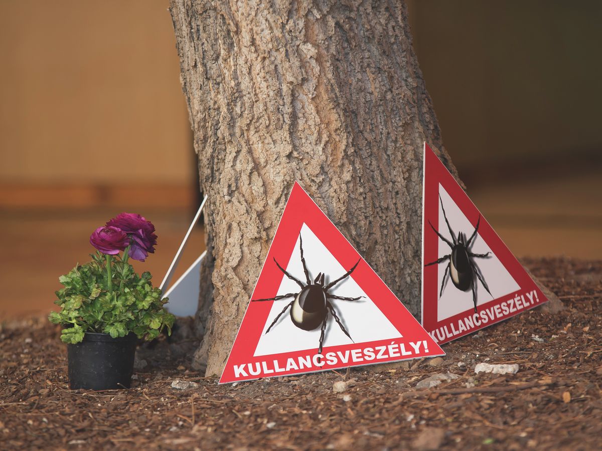 Óriási a kullancsveszély, de tudunk ellnük védekezni Fotó: MW